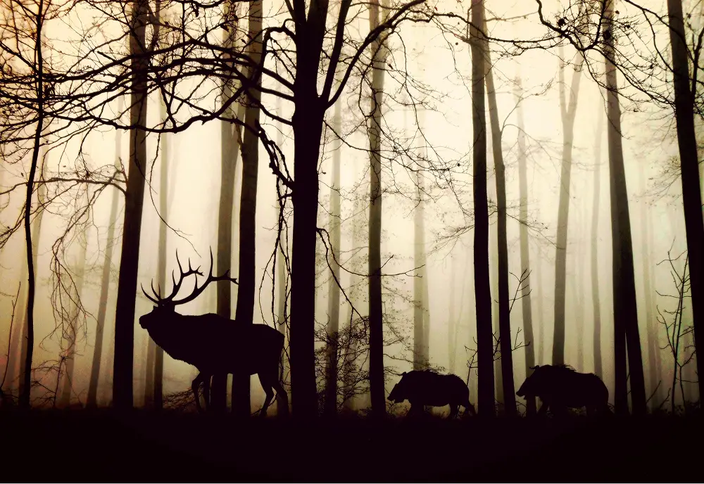 Finding Calm Among the Trees